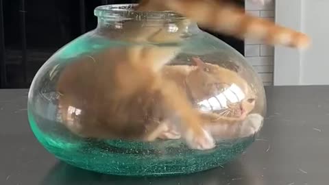 Cute Liquid Cats: Defy All Known Properties Of Solids