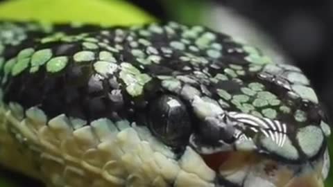 BeautiFull Snake Best Movenment short clip