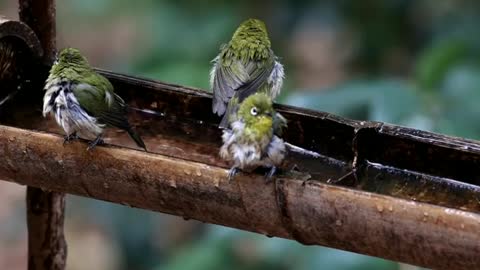 Birds 🐦 nothing in rain