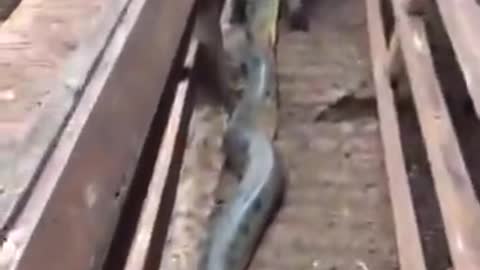 Anaconda attacks cow