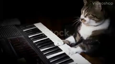 Cat got talent😀