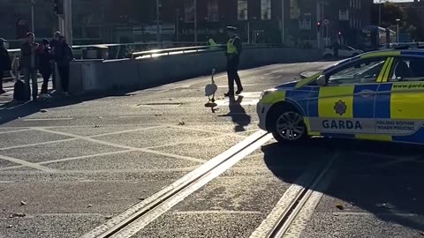 Dublin Police Escort Swan Through the City