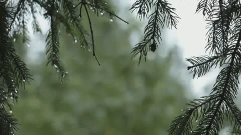 Sleep in minutes with heavy rain and sounds of thunder