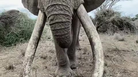 Best view of an Elephant in our Last week Safari in Tanzania