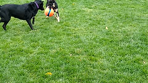 2 cute pups playing tug of war & keep away