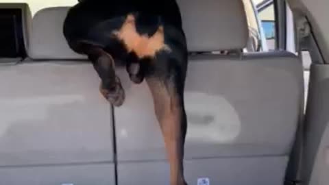 Trapped Doberman!