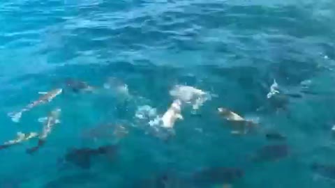 Occasionally encounter a school of free-swimming fish