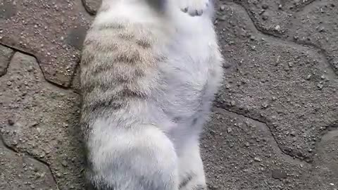 After feeding, a cute stray cat is lying on the road and trying to sleep