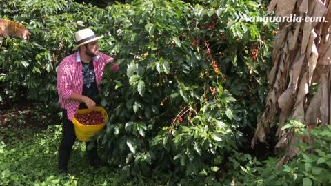 Venga le cuento: Así se procesa el café en Socorro, Santander