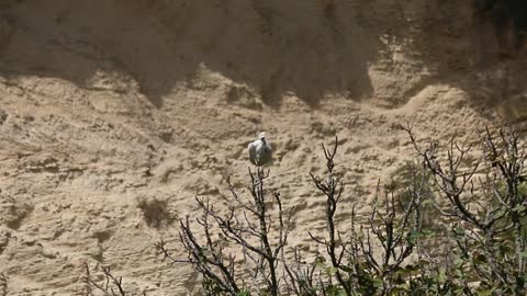 ALGERIA the white TIGER