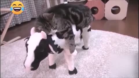 Sleepy cat on a cow :D