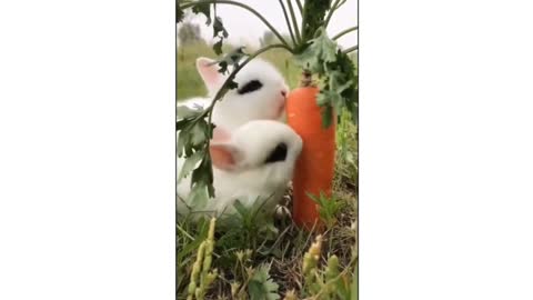 This two adorable cute baby Rabbit eating carrot sooo cuteee.