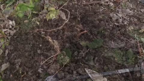 Metal Detecting before the Snow Storm