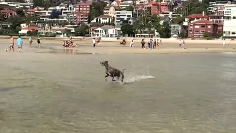 Brown dog runs fast over beach water slow motion