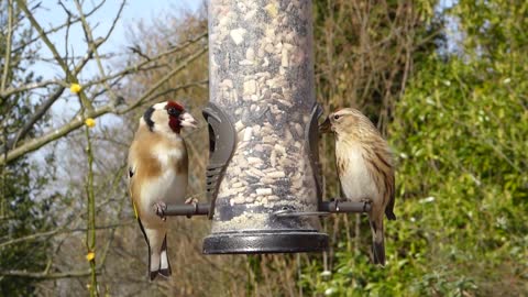 Beautiful Golden finch bird 🔥