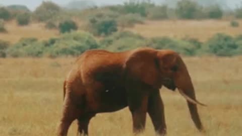 big animal green eating amezing video eliphant eting for voice#shortvideo#yutubevideo#yshort