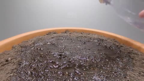 Seed To CUCUMBER Time Lapse