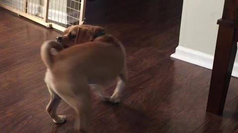 Cute Puggle Tail Chase