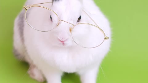 Cute Rabbit Reading Good