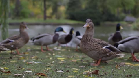 Feeding Wild Ducks In The Park