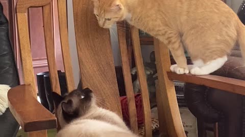 A Feline Faceoff