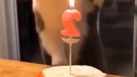 Cat_birthday_video_Rumble