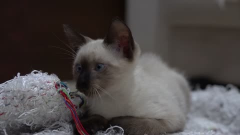 Cute Siamese cat