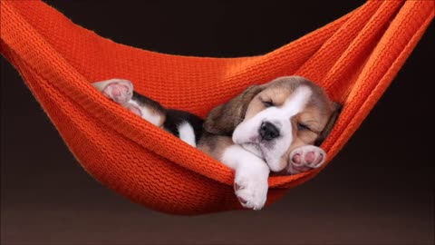 Music for sleep puppies / Musica para dormir mascotas "Sin anuncios"