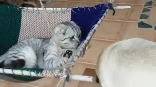 Cat hammock