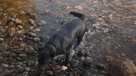 My black lab collie mix