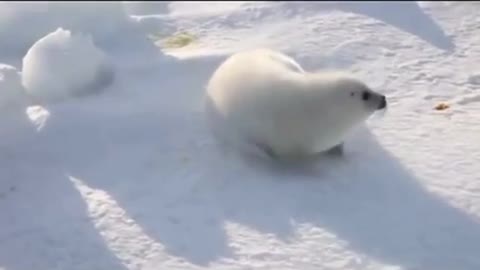 Baby Snow white seal looking for her Norberto