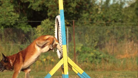 Dog Jumping Through A Tire