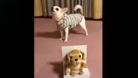 RESPONDING TO A TOY PUPPY