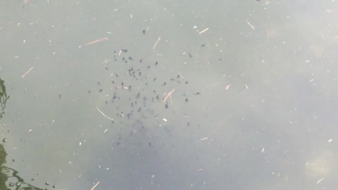 A bunch of Tadpoles