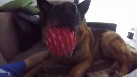 JAWS germanshepherd