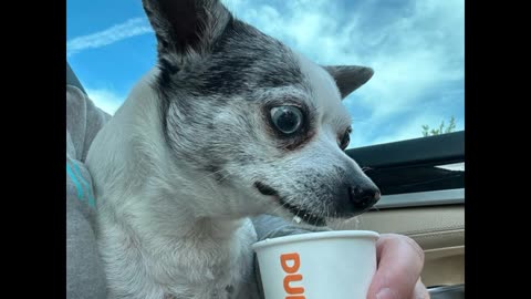 Adorable Dog Tries Dunkin' Donuts Pup Cups for the First Time - Too Cute to Handle!