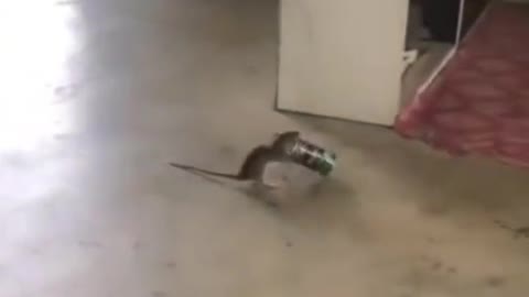 Fun masti mouse cat