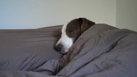 Sleepy doggy in bed under blanket in cold winter. Alone at home with pets during flu season