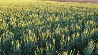 Puppies Playing Hide & Seek in a Wheat Field