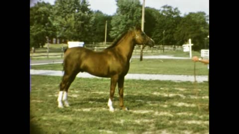 *Oran Van Crabbet AHR 18314 (Oran x Serafina) presented by Crabbet Arabian Heritage & Crabbetdotcom