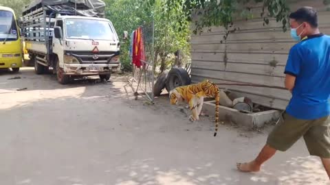 Wow Nice !!! Fake Tiger Prank Dog Run So Funny Video Pranks 2021