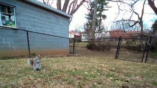 Neighborhood Blue Jay