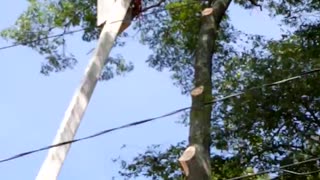 Dangerous tree cutting.