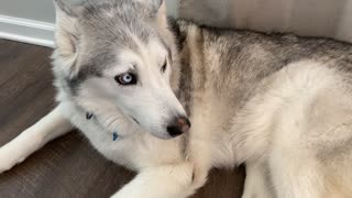 Stubborn husky is totally jealous over new baby