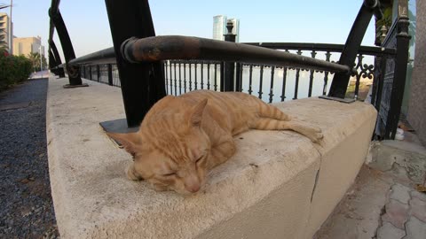 ED SHEERAN - Homeless cat in Ras Al Khaimah, UAE #cat #cats #EdSheeran #emirates #rak #ae #UAE #food