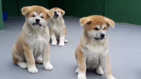 Labrador puppy Learning and performing training dog