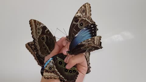 Big Beautiful Butterflies