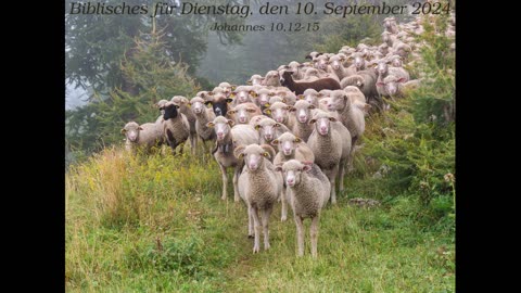 Biblisches für Dienstag, den 10. September 2024 zu Johannes 10,12-15