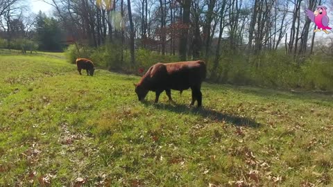 COW VIDEO 🐮🐄 COWS MOOING AND GRAZING IN A FIELD 🐄🐮