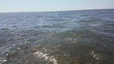 Catching Bait in Chesapeake Bay